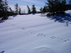 うさぎの足跡