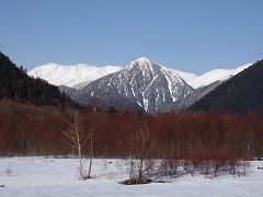 雪に映える赤い枝
