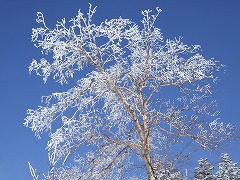 オーレン小屋近くの樹氷