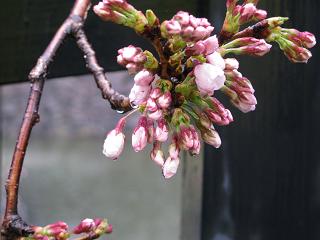 桜大