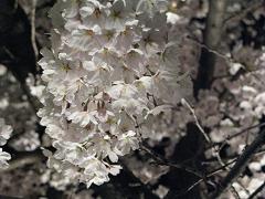 闇桜１
