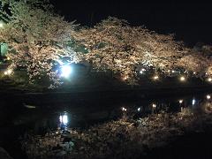 桜ナイト２