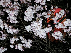 ヒガンザクラ咲いてます