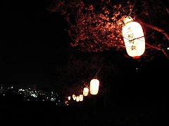 ちょうちん夜桜