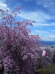 青空と桜