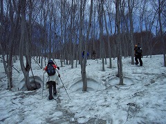 林を突き抜ける