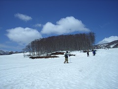 畑の中のブナ林