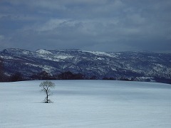 畑の中のブナ林からの眺め