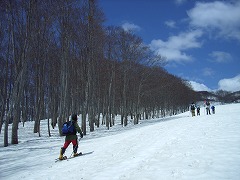 畑の中のブナ林の脇を通過中