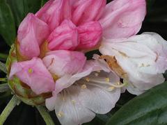 しゃくなげ桜１