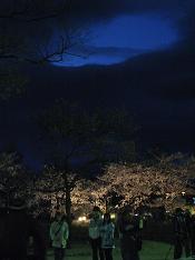 夜桜３