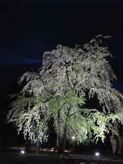 夜桜４