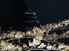 夜桜５