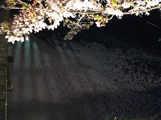 夜桜６
