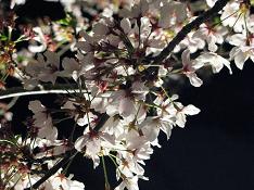 夜桜７