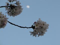 桜ボンボン