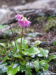 イワカガミ08.7.2