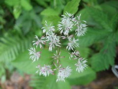 花２