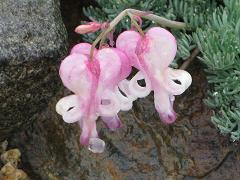 コマクサ常念１