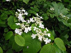 ムシカリ（オオカメノキ）