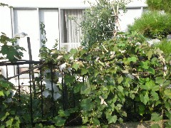 フェンスにぶどうが這う