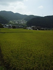 ワイナリーの南側の光景