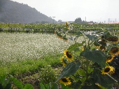 ひまわりとそば畑