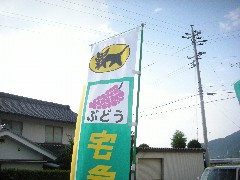 ぶどう専用の案内旗がなびく