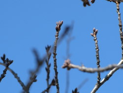 さくら芽