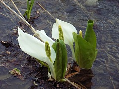 輝いて見えたミズバショウ