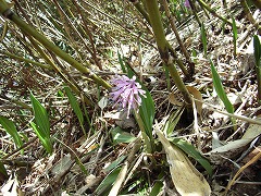 ショウジョウバカマ