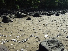 亀甲模様でしょうか