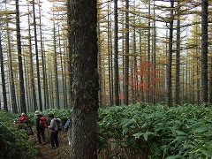 林の紅葉は終盤