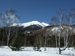 シラカバと乗鞍岳
