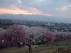 夕焼けと桜