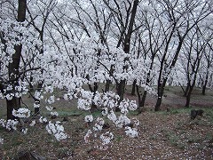 頂上付近のソメイヨシノ