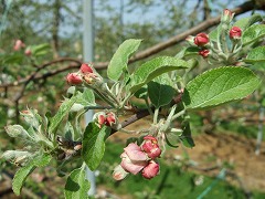 りんごのつぼみは赤い