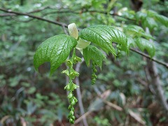 わかりません１