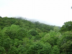 みどりモリモリ