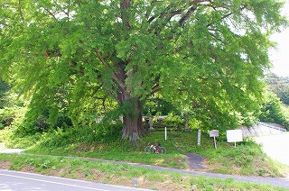 大イチョウ