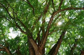 大イチョウ３