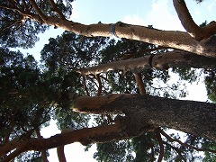 樹齢三百年くらいだとか