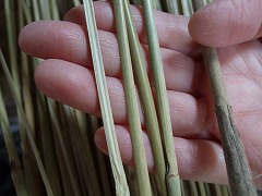 材料のスズタケ