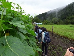 西洋キュウリより、かなり背が高い