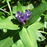 オヤマリンドウ