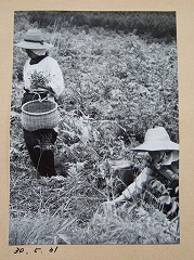 ビクもみすず細工