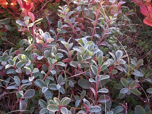 白化粧のクロマメノキ