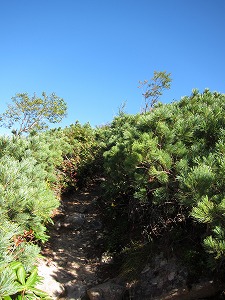 ハイマツの中を歩く