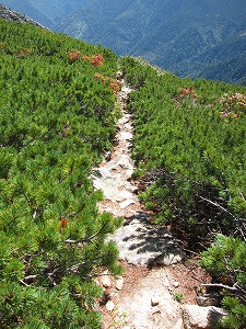 ハイマツの中の道