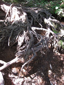 段差のある木の根